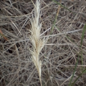 Rytidosperma sp. at Symonston, ACT - 31 Dec 2023