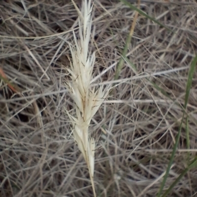 Rytidosperma (genus) (Wallaby Grass) at Symonston, ACT - 31 Dec 2023 by CallumBraeRuralProperty