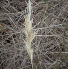 Rytidosperma sp. (Wallaby Grass) at Symonston, ACT - 31 Dec 2023 by CallumBraeRuralProperty