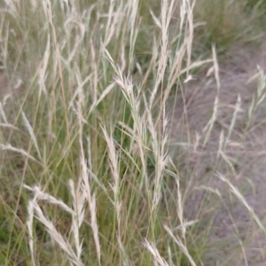 Rytidosperma sp. at Symonston, ACT - 31 Dec 2023