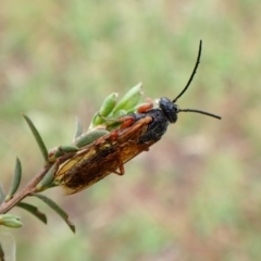 Tiphiidae (family) (Unidentified Smooth flower wasp) at Mount Painter - 23 Dec 2023 by CathB