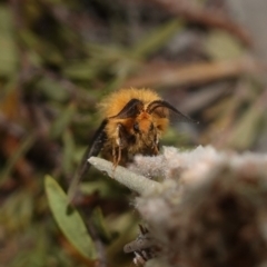 Lomera (genus) at Vincentia, NSW - 30 Dec 2023