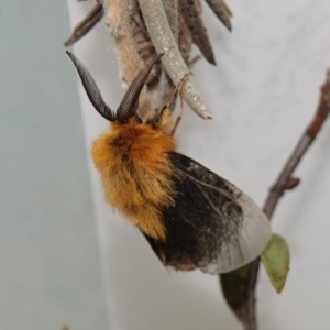 Lomera (genus) at Vincentia, NSW - 30 Dec 2023