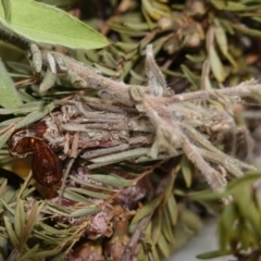 Lomera (genus) at Vincentia, NSW - 30 Dec 2023