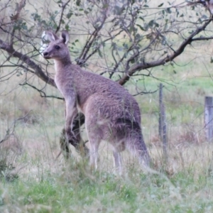 Macropus giganteus at Symonston, ACT - 19 Dec 2023 06:53 PM