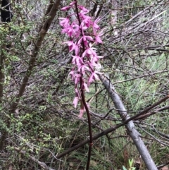 Dipodium punctatum (Blotched Hyacinth Orchid) at Kambah, ACT - 31 Dec 2023 by WendyW