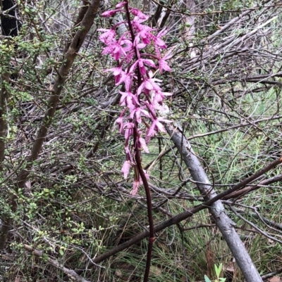 Dipodium punctatum (Blotched Hyacinth Orchid) at Tidbinbilla Nature Reserve - 31 Dec 2023 by WendyW