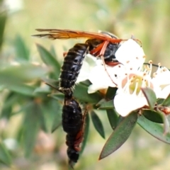 Thynninae (subfamily) (Smooth flower wasp) at Mount Painter - 13 Dec 2023 by CathB