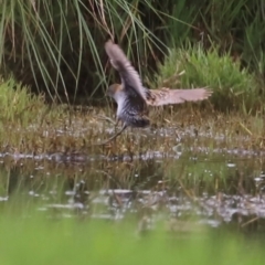 Zapornia pusilla (Baillon's Crake) at Fyshwick, ACT - 31 Dec 2023 by JimL