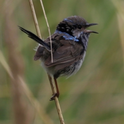 Malurus cyaneus (Superb Fairywren) at Fyshwick, ACT - 31 Dec 2023 by JimL