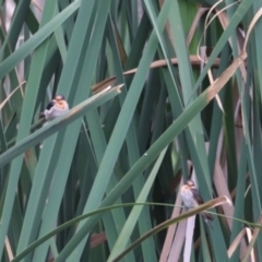 Hirundo neoxena (Welcome Swallow) at Jerrabomberra Wetlands - 31 Dec 2023 by JimL