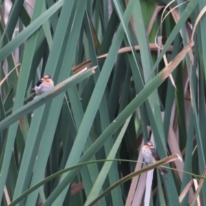 Hirundo neoxena at Fyshwick, ACT - 31 Dec 2023