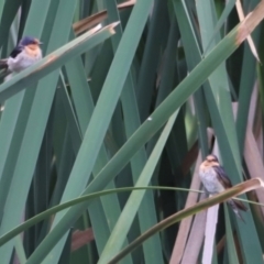 Hirundo neoxena at Fyshwick, ACT - 31 Dec 2023