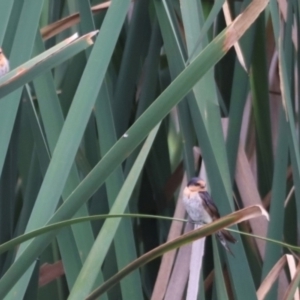 Hirundo neoxena at Fyshwick, ACT - 31 Dec 2023