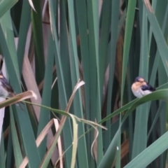 Hirundo neoxena at Fyshwick, ACT - 31 Dec 2023