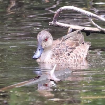 Anas gracilis (Grey Teal) at Fyshwick, ACT - 31 Dec 2023 by JimL