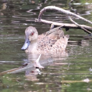 Anas gracilis at Jerrabomberra Wetlands - 31 Dec 2023