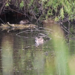 Anas gracilis at Jerrabomberra Wetlands - 31 Dec 2023