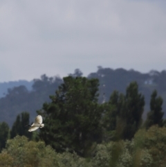 Threskiornis molucca (Australian White Ibis) at Fyshwick, ACT - 31 Dec 2023 by JimL