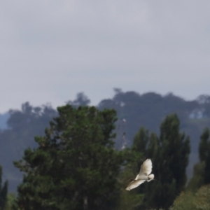 Threskiornis molucca at Fyshwick, ACT - 31 Dec 2023