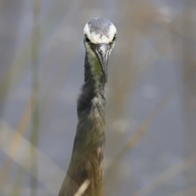 Egretta novaehollandiae (White-faced Heron) at Jerrabomberra Wetlands - 31 Dec 2023 by JimL