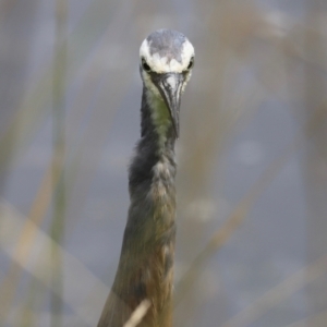 Egretta novaehollandiae at Jerrabomberra Wetlands - 31 Dec 2023