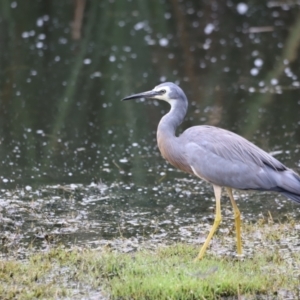 Egretta novaehollandiae at Jerrabomberra Wetlands - 31 Dec 2023