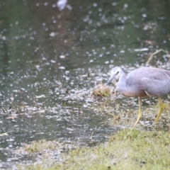 Egretta novaehollandiae at Jerrabomberra Wetlands - 31 Dec 2023