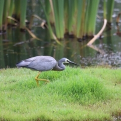 Egretta novaehollandiae at Jerrabomberra Wetlands - 31 Dec 2023 02:20 PM