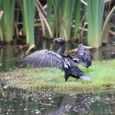 Phalacrocorax sulcirostris (Little Black Cormorant) at Fyshwick, ACT - 31 Dec 2023 by JimL