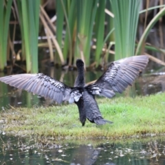 Phalacrocorax sulcirostris at Fyshwick, ACT - 31 Dec 2023 02:51 PM