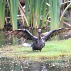 Phalacrocorax sulcirostris at Fyshwick, ACT - 31 Dec 2023 02:51 PM