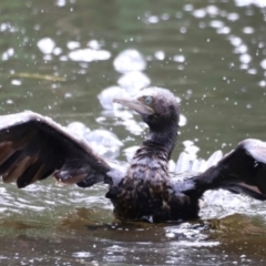 Phalacrocorax sulcirostris at Fyshwick, ACT - 31 Dec 2023 02:51 PM