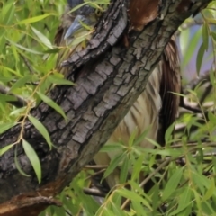 Nycticorax caledonicus (Nankeen Night-Heron) at Jerrabomberra Wetlands - 31 Dec 2023 by JimL