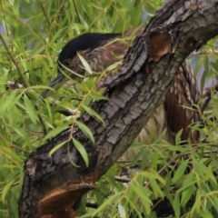 Nycticorax caledonicus at Fyshwick, ACT - 31 Dec 2023 02:23 PM
