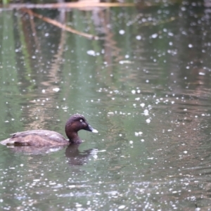 Aythya australis at Fyshwick, ACT - 31 Dec 2023