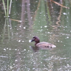 Aythya australis at Fyshwick, ACT - 31 Dec 2023