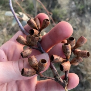 Eucalyptus albens at Red Hill to Yarralumla Creek - 26 Nov 2023