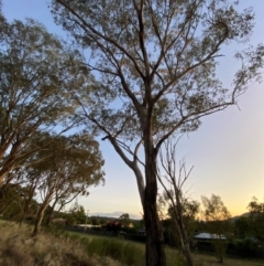 Eucalyptus albens at Red Hill to Yarralumla Creek - 26 Nov 2023