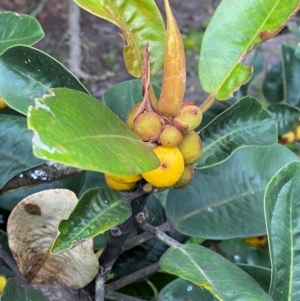 Ficus rubiginosa at Sydney, NSW - 25 Nov 2023