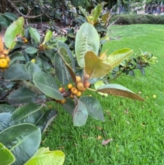 Ficus rubiginosa at Sydney, NSW - 25 Nov 2023 02:54 PM