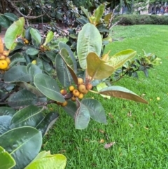 Ficus rubiginosa at Sydney, NSW - 25 Nov 2023