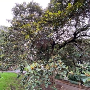 Ficus rubiginosa at Sydney, NSW - 25 Nov 2023 02:54 PM