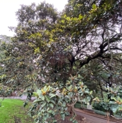 Ficus rubiginosa at Sydney, NSW - 25 Nov 2023