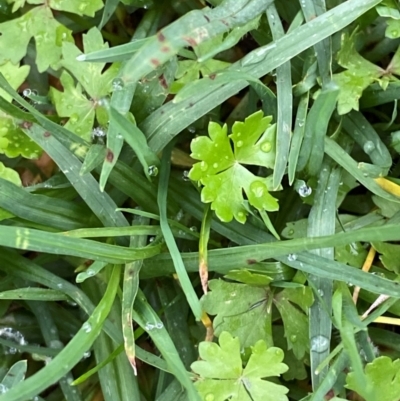 Hydrocotyle tripartita (Pennywort) at Sydney, NSW - 25 Nov 2023 by Tapirlord