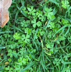 Hydrocotyle tripartita at Sydney, NSW - 25 Nov 2023