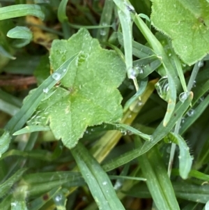 Hydrocotyle acutiloba at Sydney, NSW - 25 Nov 2023