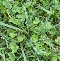 Hydrocotyle acutiloba at Sydney, NSW - 25 Nov 2023 02:53 PM