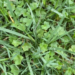 Hydrocotyle acutiloba at Sydney, NSW - 25 Nov 2023