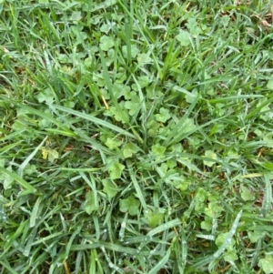 Hydrocotyle acutiloba at Sydney, NSW - 25 Nov 2023